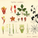 <strong>Dessin de diverses parties d<i>Aquilegia canadensis</i></strong>