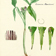 <strong>Dessin d<i>Arisaema Stewardsonii</i></strong>