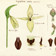 <strong>Dessin de diverses parties dun <i>Cypripedium acaule</i> anormal</strong>