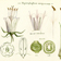 <strong>Dessin de diverses parties d’un <i>Hydrophyllum virginianum</i></strong>