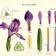 Dessin d’une Iris versicolor