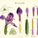 <strong>Dessin dune <i>Iris versicolor</i></strong>