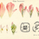 Dessin d’une Tulipa gesneriana