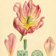 <strong>Dessin dune <i>Tulipa gesneriana</i></strong>