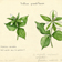 <strong>Dessin dun <i>Trillium grandiflorum</i></strong>