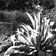 Plant dAgave franzosinii