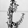 Plant de ciste cultivé utilisé dans le cadre d’une recherche
