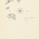 Dessins de la flore de la Terre de Baffin réalisés par Pierre Dansereau