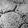 Photographie de lichens utilisée pour illustrer un ouvrage de Pierre Dansereau intitulé Biogeography of the Land and the Inland Waters