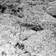 Photographie de lichens utilisée pour illustrer un ouvrage de Pierre Dansereau intitulé Biogeography of the Land and the Inland Waters
