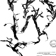 Feuille d’herbier de Potamogeton alpinus utilisé pour illustrer un ouvrage de Pierre Dansereau intitulé Phytogeographia Laurentiana I. Introduction et méthodologie