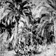 Palmiers et végétation de l’île Grande Canarie, archipel des îles Canaries
