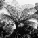 Spécimen de Cyathea medullaris au Cascades Park en Nouvelle-Zélande
