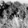 <strong>Alan Mark dans un champ de <i>Dracophyllum longifolium</i> au mont Maungatua en Nouvelle-Zlande</strong>