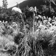 Spécimen d’Arundo conspicua et de Phormium dans la clairière Mid-Hut en Nouvelle-Zélande