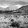 Prairie de Cassinia-Festuca devant le mont Craigieburne en Nouvelle-Zlande