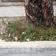 <strong>Paysage urbain présentant de la végétation aux abords d'un trottoir, utilisé par Pierre Dansereau lors de ses recherches sur l'écologie urbaine</strong>