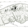 Carte des zones bioclimatiques de la Gaspésie, tirée de l'ouvrage Le paysage gaspésien  de Jules Bélanger, Marc Desjardins et Yves Frenette, réalisé avec la collaboration de Pierre Dansereau