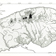 <strong>Carte des zones bioclimatiques de la Gaspsie, tire de l'ouvrage <i>Le paysage gaspsien </i> de Jules Blanger, Marc Desjardins et Yves Frenette, ralis avec la collaboration de Pierre Dansereau</strong>