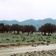 Pâturage avec ombellifères, bosquets de vieux oliviers et l'alignement montagneux du Djebel Trozza en Tunisie