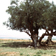 <strong>Trs vieux <i>Olea europaea</i>  El Ala en Tunisie</strong>