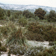 Forêt composée de Pinus halepensis, de Pistacia lentiscus, de Juniperus oxyderus  et de Bosmarinus officinalis près de la ville de Kesra en Tunisie