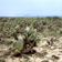 Plantation d'Opuntia avec plantes de garrigue près de Hajeb-El-Aioun en Tunisie