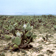 Plantation d'Opuntia avec plantes de garrigue prs de Hajeb-El-Aioun en Tunisie