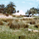 Mosque entoure de Scirpus, de Typha, d'Olea, de Phoenix et d'amandiers  Bou Gobrina en Tunisie