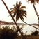 <strong>Vue du littoral et de la végétation de la région d'Aného, utilisée par Pierre Dansereau pour la rédaction d'un rapport sur l'étude des écosystèmes, remis au Haut Commissariat au tourisme du Togo</strong>