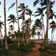 Vue de la végétation du littoral de la région d'Aného, utilisée par Pierre Dansereau pour la rédaction d'un rapport sur l'étude des écosystèmes, remis au Haut Commissariat au tourisme du Togo