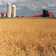 Photographie d'une ferme laitire utilise par Pierre Dansereau dans le cadre de ses recherches sur le classement cologique des terres (CET)