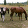 Photographie d'un levage de chevaux  Mercier utilise par Pierre Dansereau pour illustrer ses recherches sur le classement cologique des terres (CET)