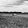<strong>Balle de foin dans un champ près de la ville de Maple Creek en Saskatchewan</strong>
