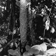 <strong>Nid de fourmis sur un tronc dans la forêt d'Explorama Inn en Argentine</strong>