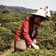 Marion Dewar, membre d'une délégation canadienne en Chine, récoltant le thé