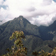 Plant de Piper à l'avant-plan des sommets andins du Machu Picchu au Pérou