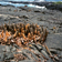 Pahoehoe avec Brachycereus sur l'archipel des Galapagos