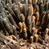 Brachycereus sur l'archipel des Galapagos