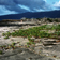 Littoral sableux et Ipomoea sur l'archipel des Galapagos