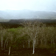 Parc de Palo Santo et spcimens de Scalesia sur l'archipel des Galapagos