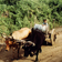 Attelage de boeufs au Nicaragua