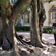 <strong>Pierre Dansereau au Jardin botanique de Lisbonne lors du tournage du film <i>Quelques raisons d'esprer</i></strong>